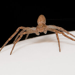 Spinne 0049