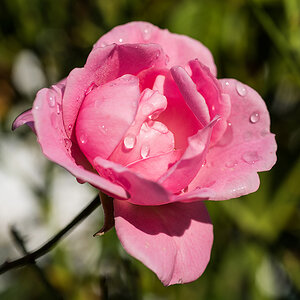 | D800 | Sigma 70mm f/2,8 Macro @ f/8 | 1/250s | ISO 100 | 0EV |