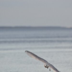 Möwe im Flug