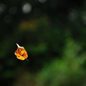 Golden Leave