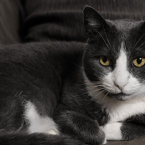 Die Katze auf dem warmen Sofa