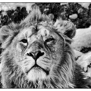 ZooDSC 8079