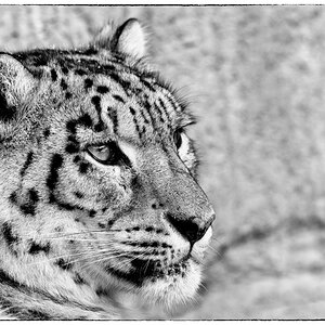 ZooDSC 8145
