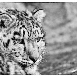 ZooDSC 8146