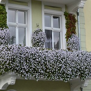 Blumiger Ausblick!