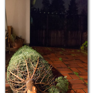 baum1