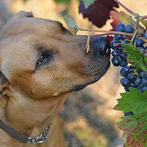 Hund im Wingert
