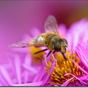 gemeine keilfleckschwebfliege - wedge fleck hoverfly - eristalis pertinax 2503