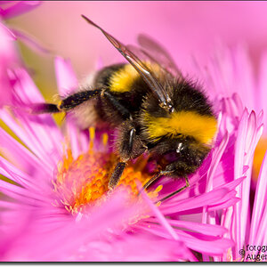 grosse erdhummel - northern white tailed blumblebee - bombus magnus 2853
