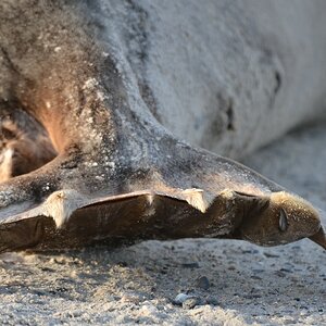 Helgoland 4 0709
Flossen II