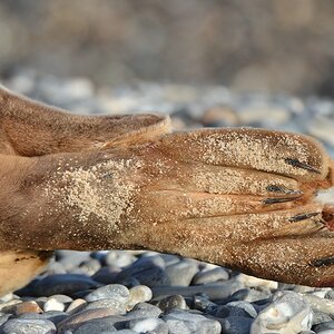Helgoland 4 0705
Flossen I