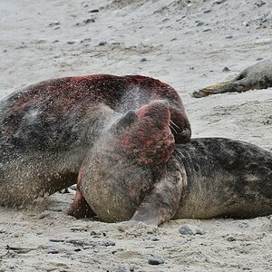 Helgoland 2 0072