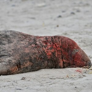 Helgoland 2 0230
Puh, den Alten hab ich unterschätzt ...
