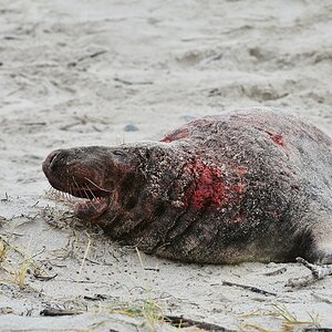 Helgoland 2 0112
Komm bloß nicht wieder! Ich hab jetzt einen Knüppel!