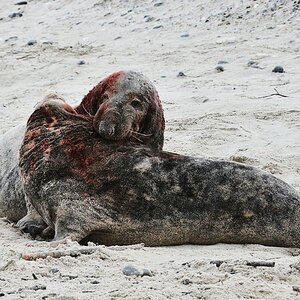 Helgoland 2 0039
... wird nicht geduldet