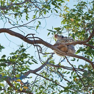 Reportage Australien 31