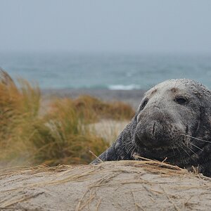 Helgoland 1 0167
Portrait III