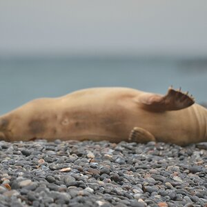 Helgoland 3 0435 
Keine Fotos, bitte!