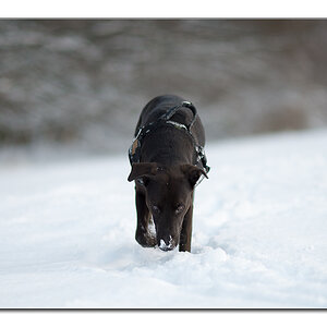 lupa im schnee