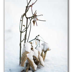 schnee1
