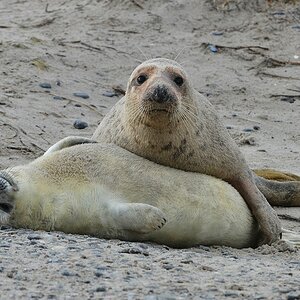 Helgoland 3 0719
Designed by Loriot?