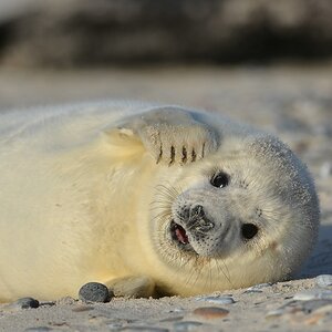 Helgoland 4 0775