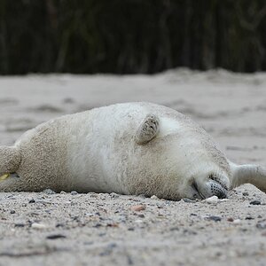Helgoland 2 0612