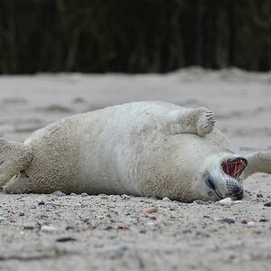 Helgoland 2 0611