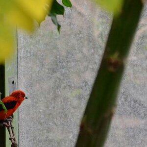 Vogel am Fenster