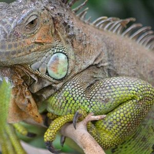 Leguan