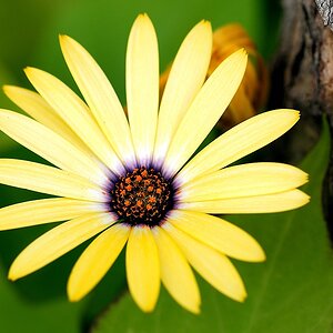Blumenmacro