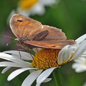 brauner Waldvogel (Aphantopus hyperantus)
Nr. 210611_53