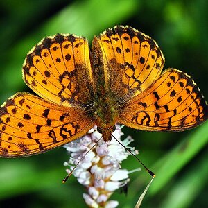 Perlmutterfalter (Argynnis aglaja)
Nr.100611_253