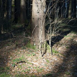 Wald 048