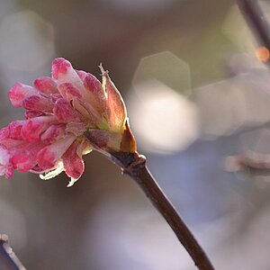 Duftschneeball Viburnum x bodnantense im Gegenlicht