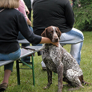 Hunde Streicheln3