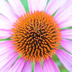 blume02