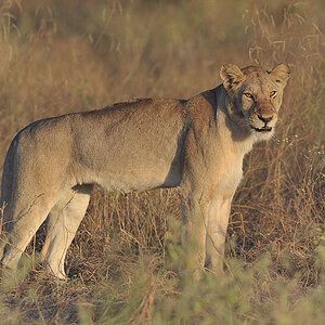 Löwe, Ruaha