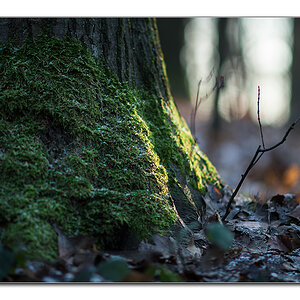 wald5