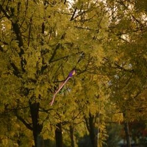 Mauerpark 2012