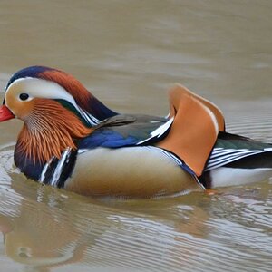 Mandarinente