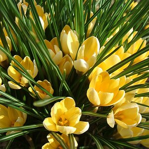 Crocus chrysanthus "Cream Beauty"