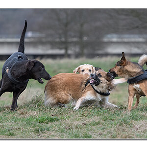 hundewinter2