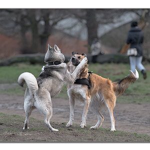 hundewinter5