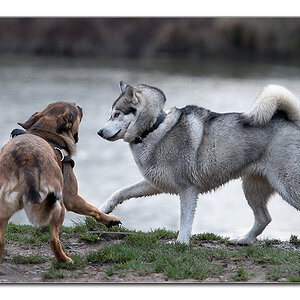 hundewinter6