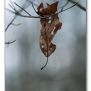 wald9