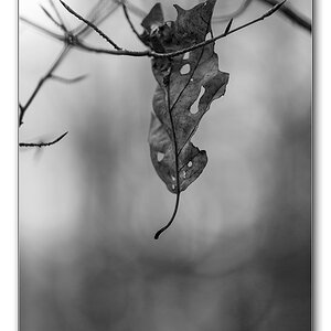 wald sw1
