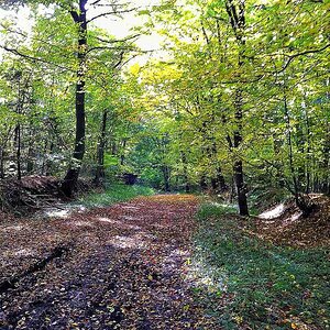 Herbstwald