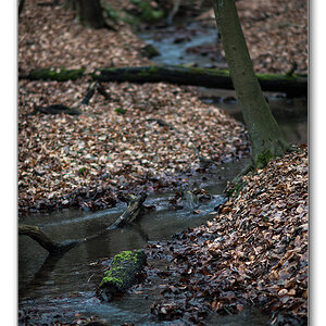 silvesterwald