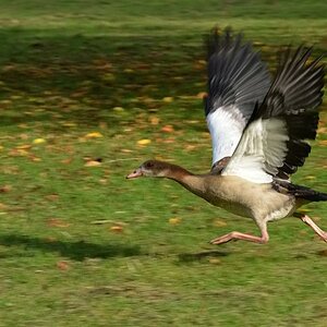 Bild 347 filtered Nilgans. Zum Weglaufen.